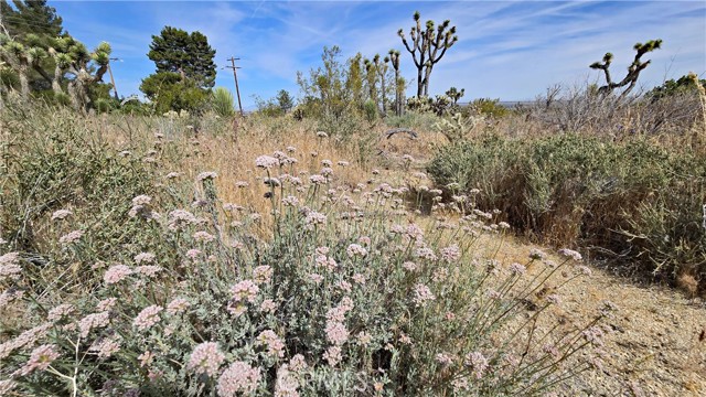 Detail Gallery Image 37 of 49 For 0 103rd St East Vicinity W14, –,  CA 93543 - – Beds | – Baths