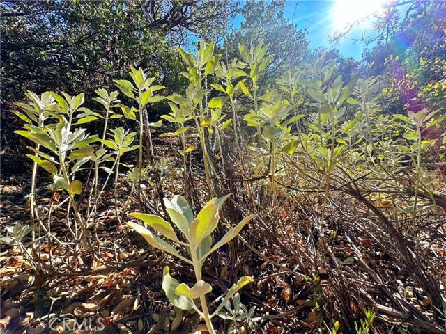 0 Camino Ortega, Warner Springs, California 92086, ,Residential Land,For Sale,Camino Ortega,ND24129069