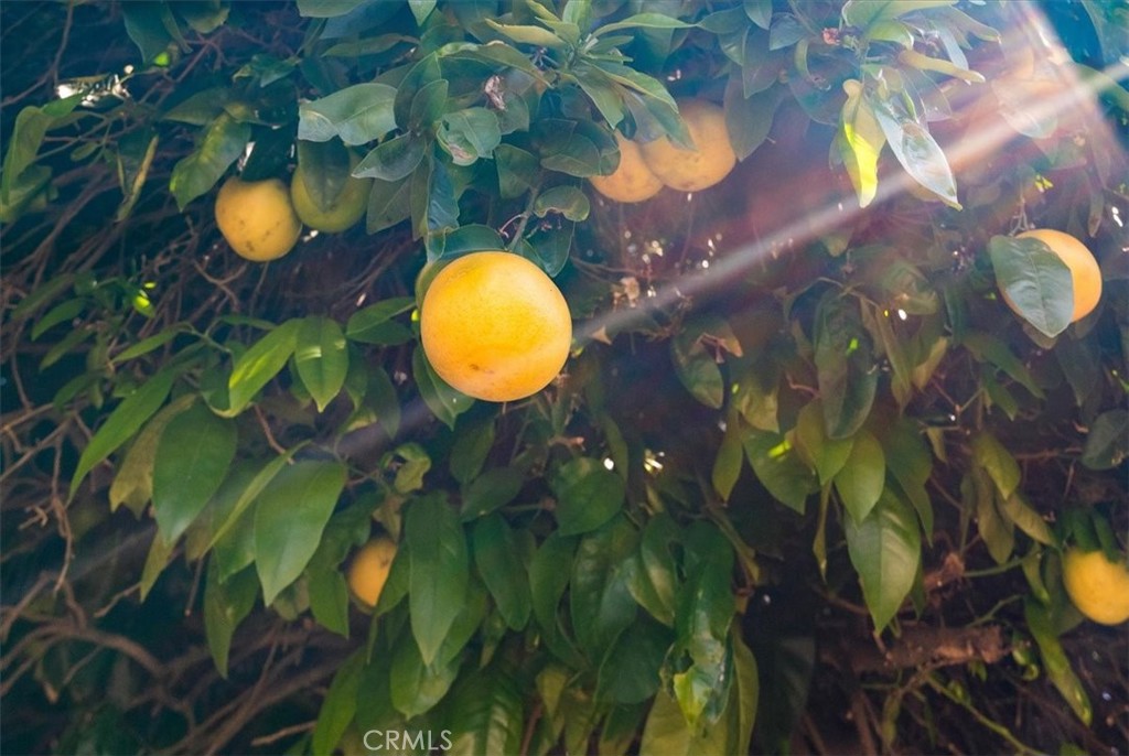 MLS #PI26063297 image #37