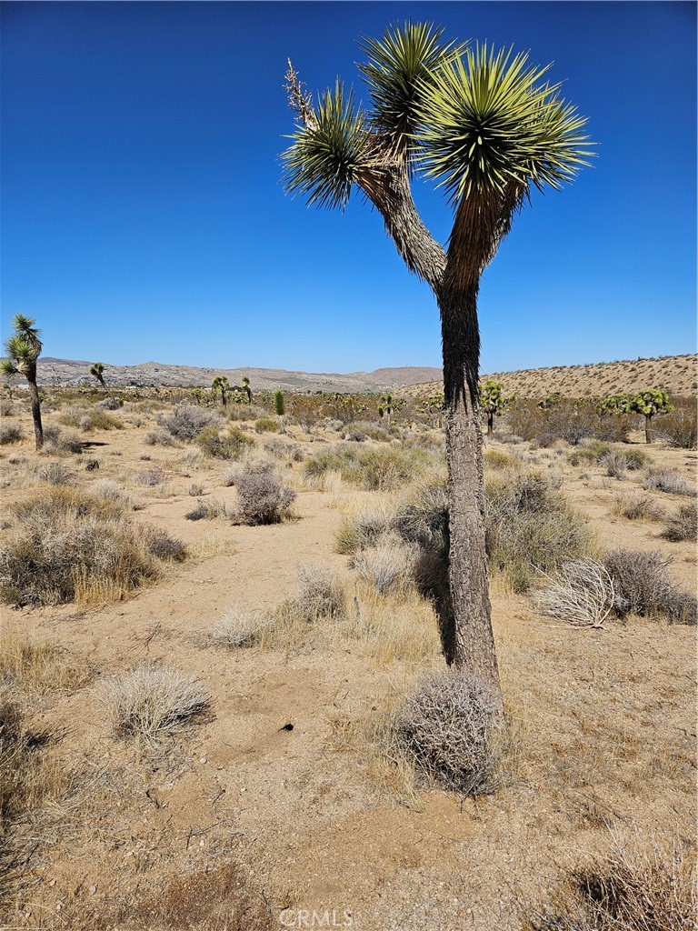 MLS #TR25032098 image #4