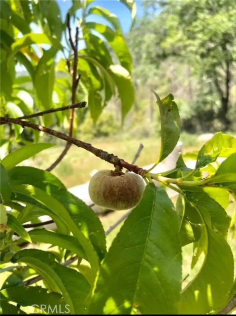 Detail Gallery Image 54 of 54 For 6132 Chowchilla Mountain, Mariposa,  CA 95338 - 3 Beds | 2 Baths