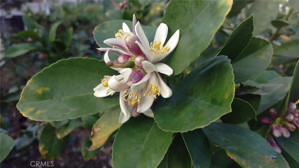 MLS #CV25244489 image #24