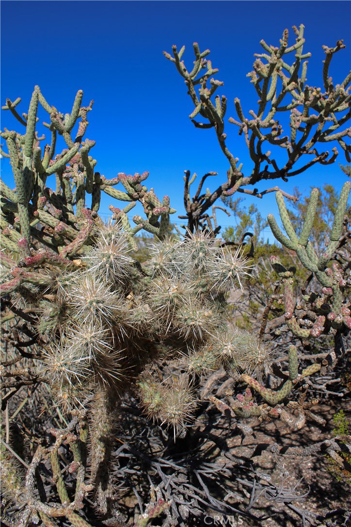 MLS #JT25263830 image #21