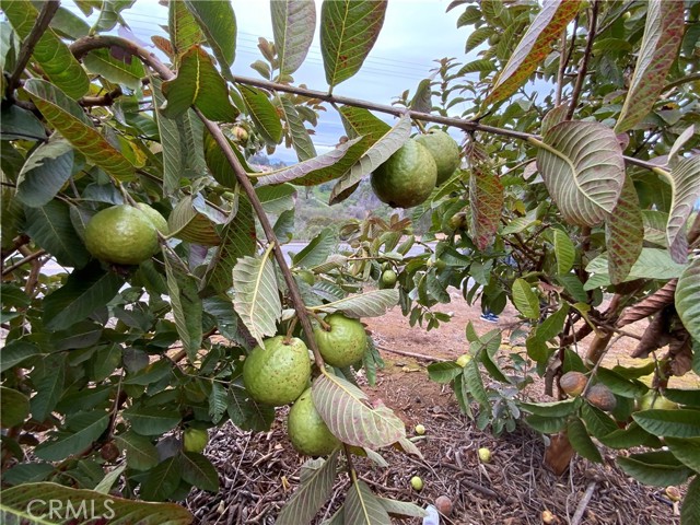 320 Camino De La Cima, San Marcos, California 92078, 6 Bedrooms Bedrooms, ,4 BathroomsBathrooms,Residential,For Sale,Camino De La Cima,IG24050682