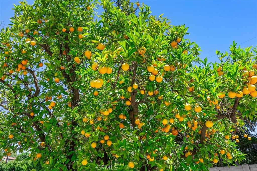 https://media.crmls.org/medias/70cbafb9-86d9-4800-8a00-f04f5dc15485.jpg?preset=X-Large