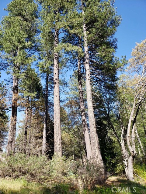 Front Image Thumbnail for CRWS26040295