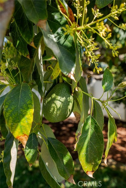 Detail Gallery Image 35 of 40 For 1107 N Towner, Santa Ana,  CA 92703 - 3 Beds | 2 Baths