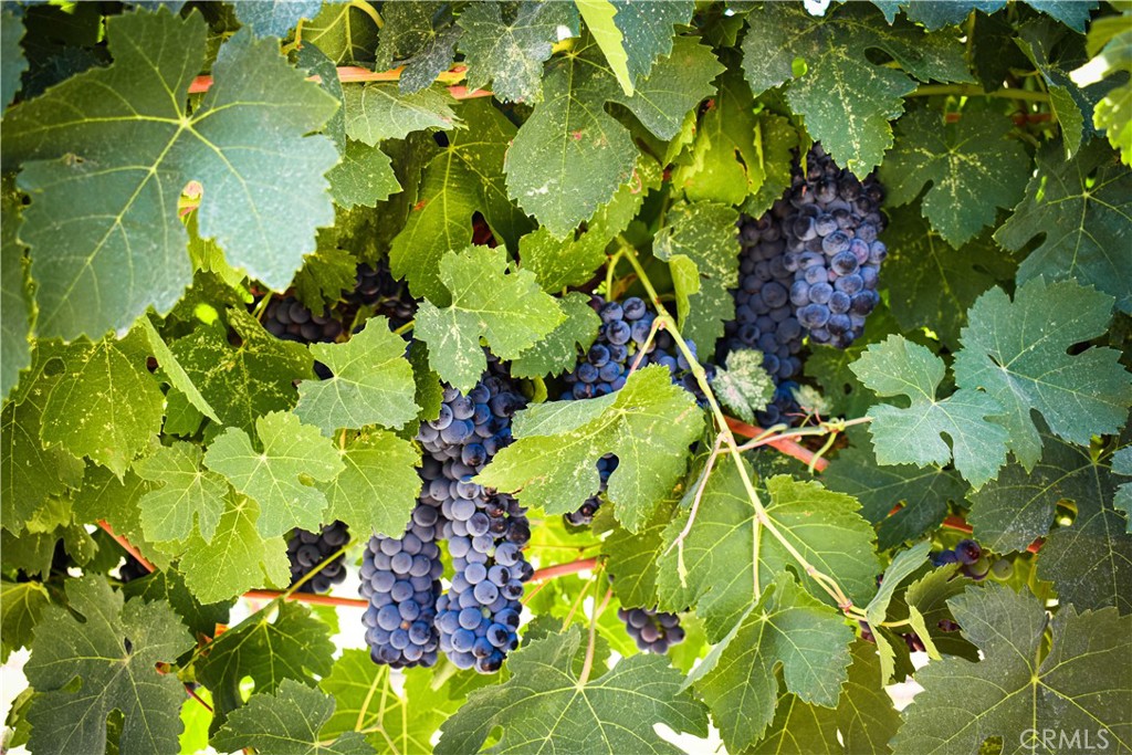 2023 Twelve Oaks Drive