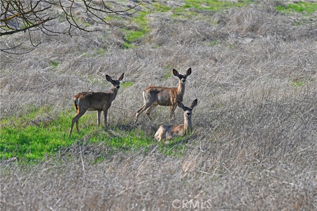 Detail Gallery Image 23 of 29 For 77505 Reinert Rd, San Miguel,  CA 93451 - – Beds | – Baths