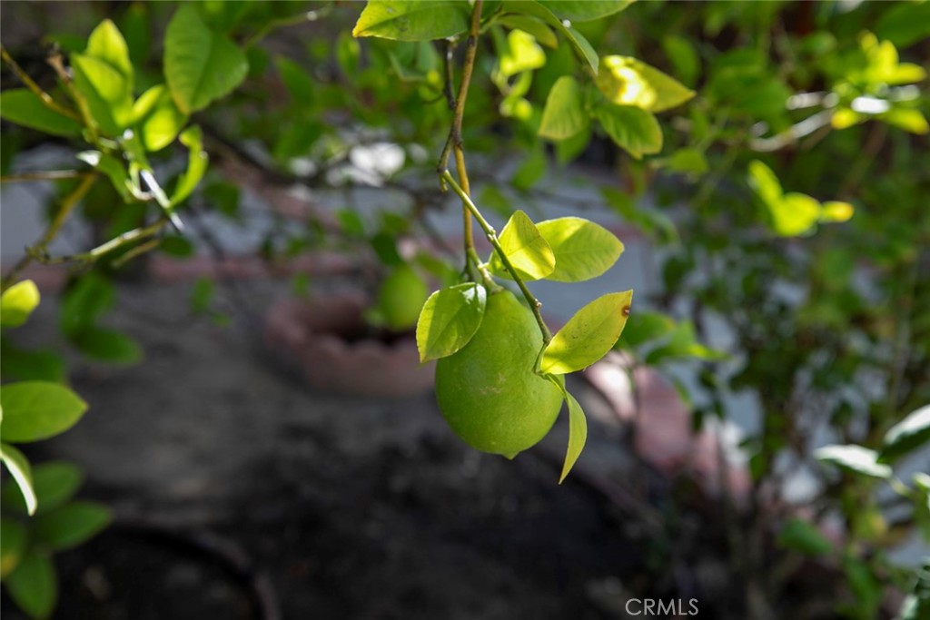 MLS #PF25249967 image #30