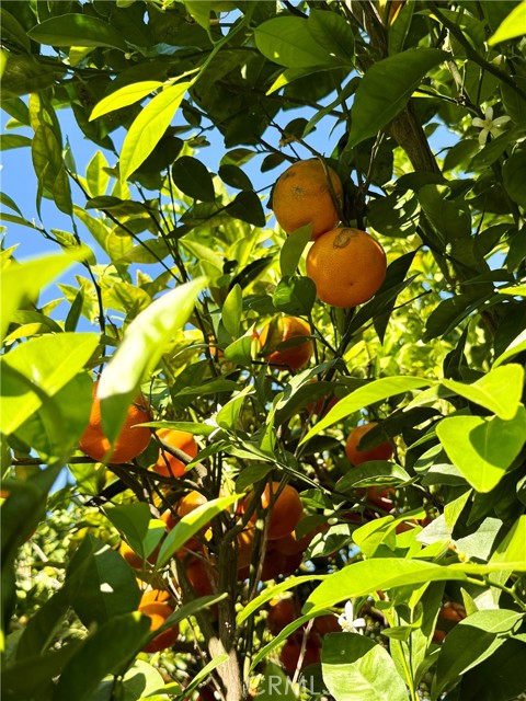 Detail Gallery Image 18 of 18 For 5517 Woodman Ave., Sherman Oaks,  CA 91401 - 4 Beds | 3 Baths