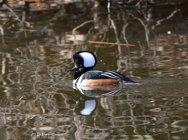 Detail Gallery Image 66 of 72 For 3153 Saint Francis Dr, Lakeport,  CA 95453 - 3 Beds | 2 Baths