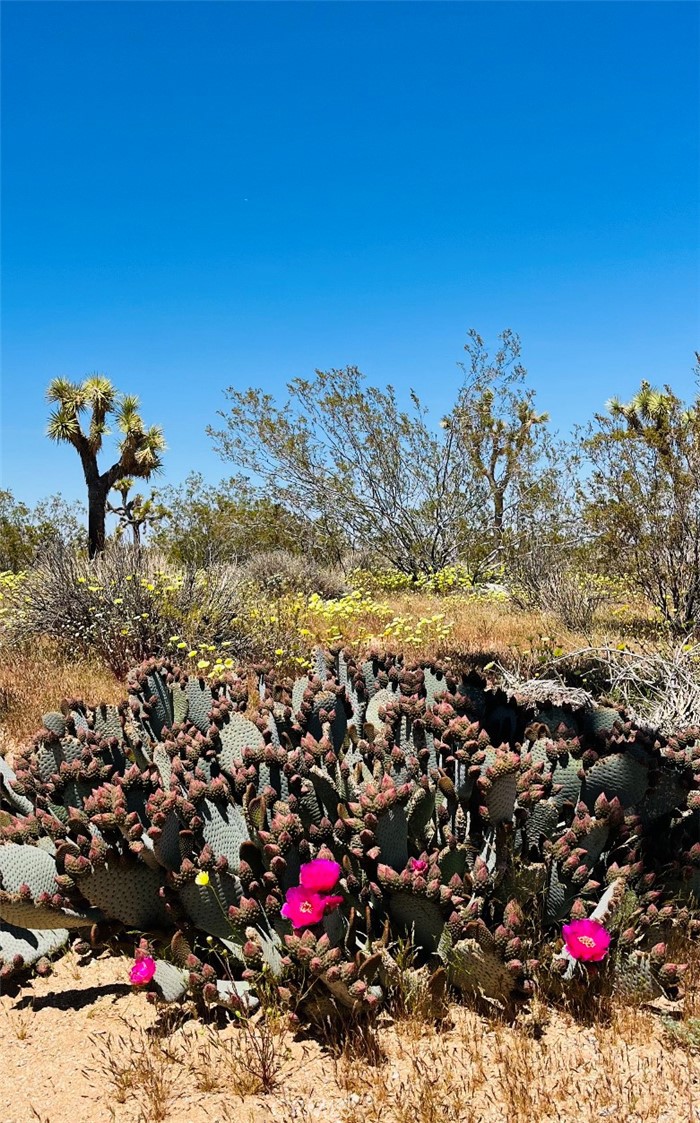 MLS #JT24007447 image #3
