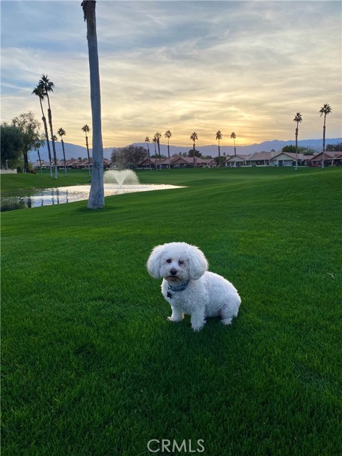 42297 Sultan Avenue, Palm Desert CA: https://media.crmls.org/medias/7340085a-1a83-4f41-8b2f-4e4f594dd5a0.jpg