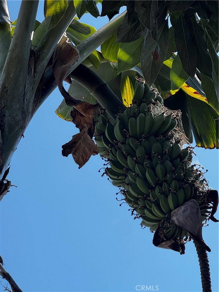 MLS #DW25203207 image #25