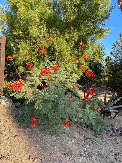 Detail Gallery Image 43 of 65 For 61218 Sandalwood Trl, Joshua Tree,  CA 92252 - 3 Beds | 2 Baths