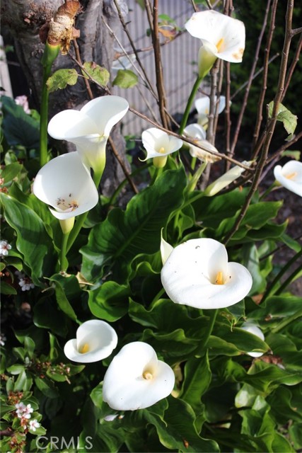 Detail Gallery Image 35 of 41 For 1909 Pineridge, Cambria,  CA 93428 - 2 Beds | 2 Baths