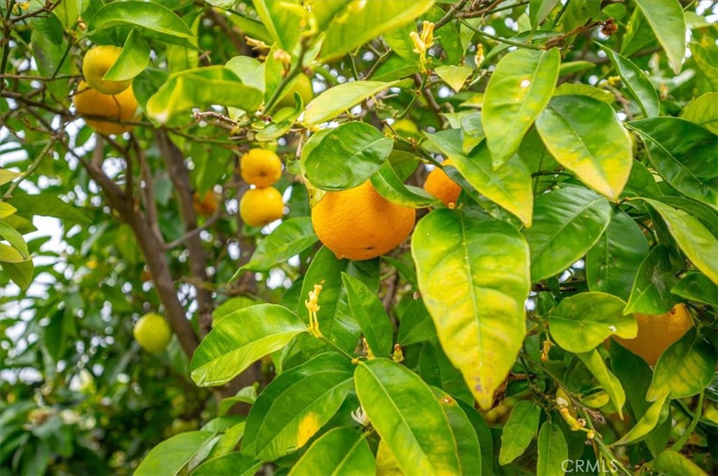 https://media.crmls.org/medias/75c5c1a3-f9b5-42d8-846c-b4b439326b17.jpg?preset=X-Large