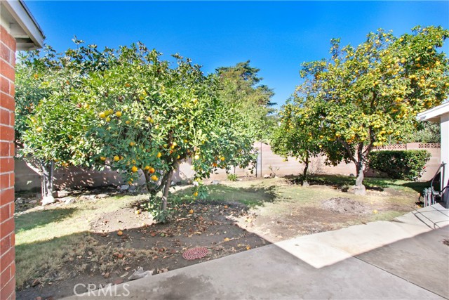 YARD WITH CITRUS TREES