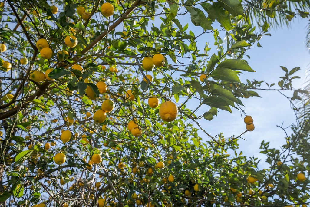 https://media.crmls.org/medias/75eff8e6-1924-4cbb-ae0e-4d93a059c491.jpg?preset=X-Large