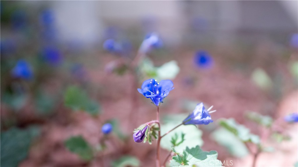 https://media.crmls.org/medias/76335b3e-020c-490b-9b4e-e25fa08837e2.jpg?preset=X-Large