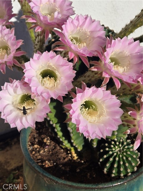 Detail Gallery Image 56 of 74 For 57745 Bailey, Anza,  CA 92539 - 3 Beds | 2 Baths