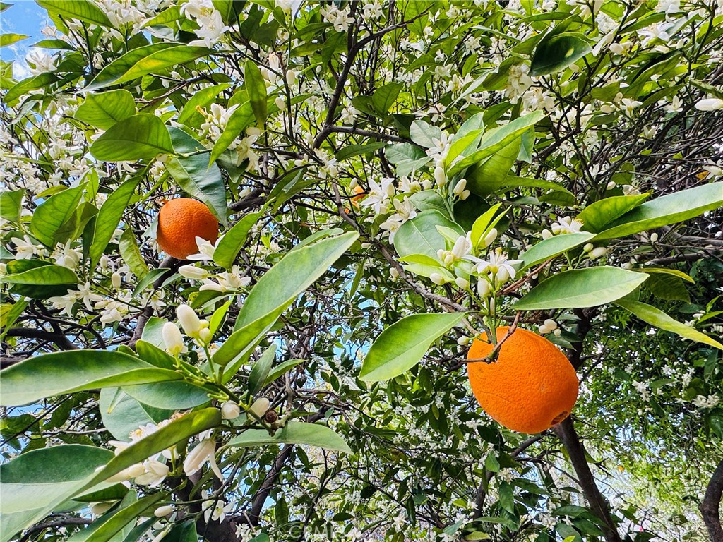 https://media.crmls.org/medias/76824509-6872-477a-b520-4038a9077be4.jpg?preset=X-Large