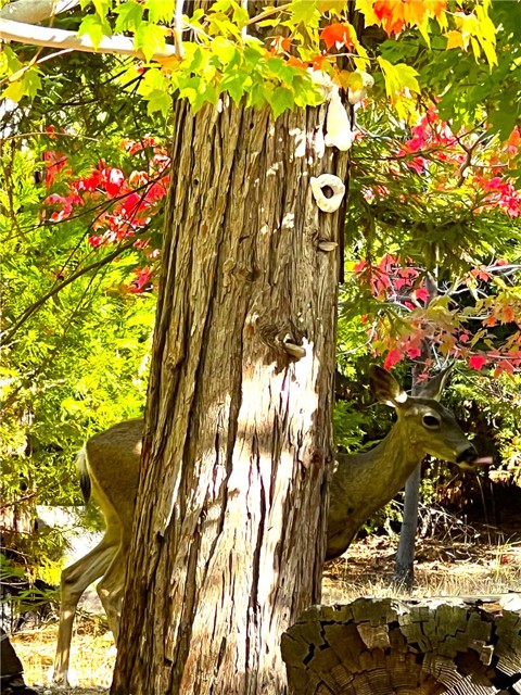 Detail Gallery Image 8 of 44 For 29729 Katherine Way, Cedar Glen,  CA 92321 - 4 Beds | 2 Baths