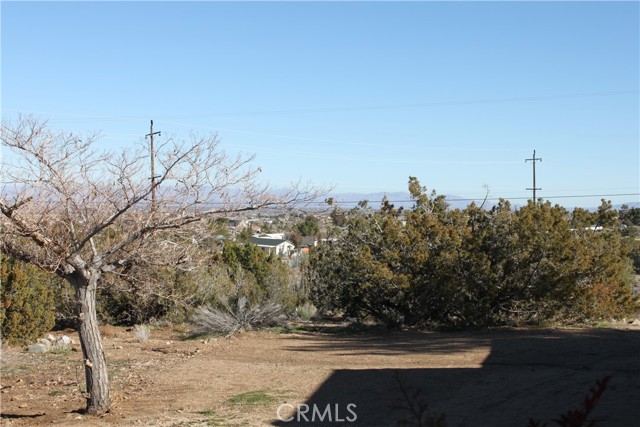 back yard view