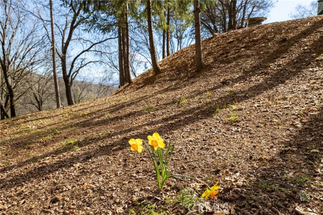 Detail Gallery Image 69 of 75 For 52815 Timberview Rd, North Fork,  CA 93643 - 3 Beds | 2 Baths