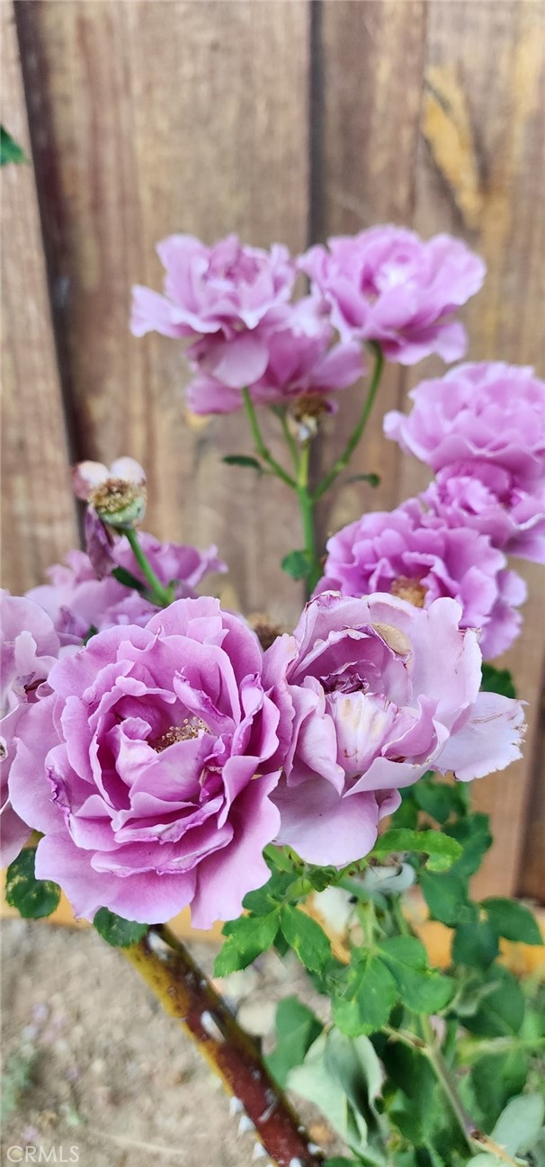 https://media.crmls.org/medias/77851f49-2c9a-4ecf-bb51-faec8aee1122.jpg?preset=X-Large