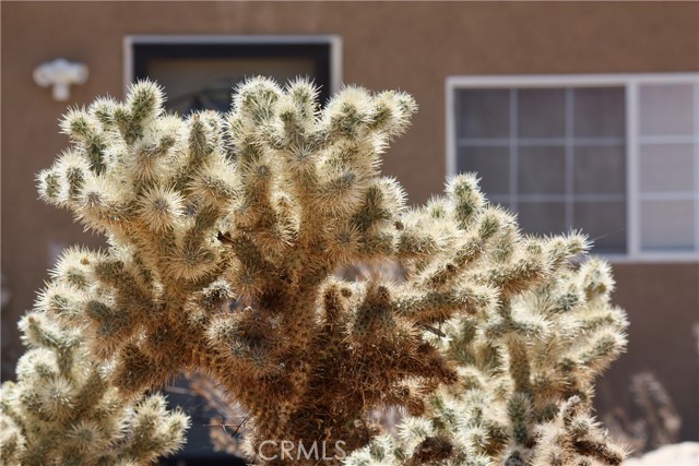 Detail Gallery Image 36 of 48 For 2029 Wamego, Landers,  CA 92285 - 1 Beds | 1 Baths