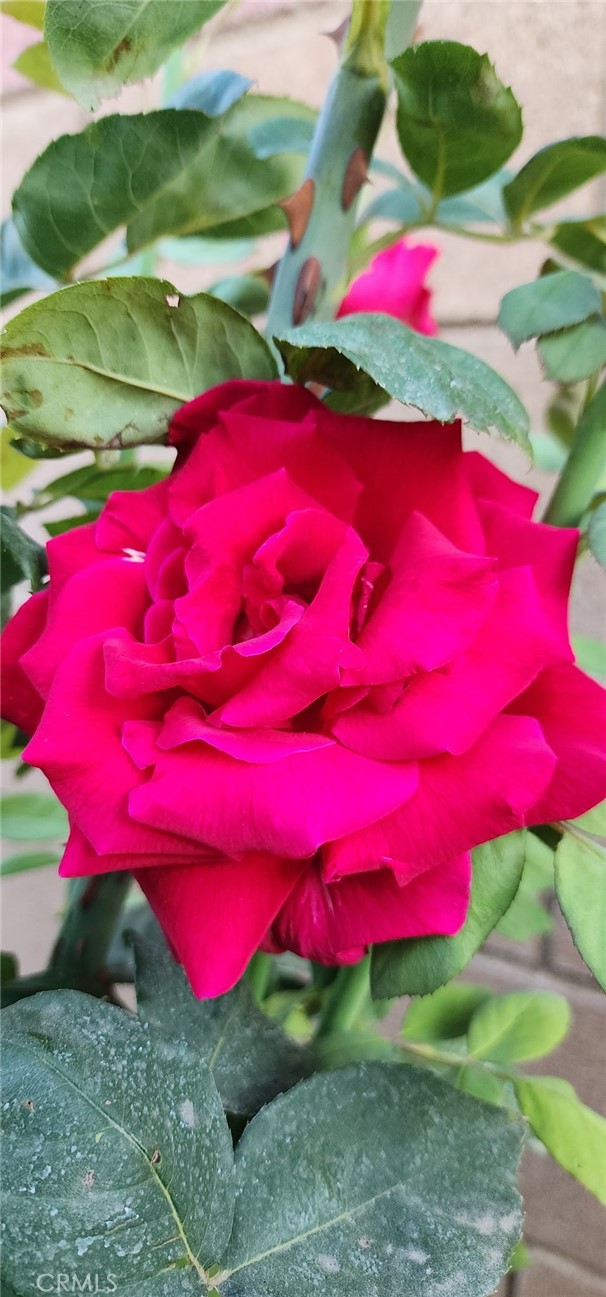 https://media.crmls.org/medias/7a30ece4-affb-41c3-9214-6ef1c4f1a84f.jpg?preset=X-Large