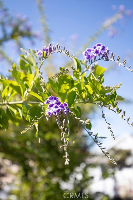 Detail Gallery Image 20 of 21 For 410 Dahlia Ave, Corona Del Mar,  CA 92625 - 2 Beds | 1 Baths