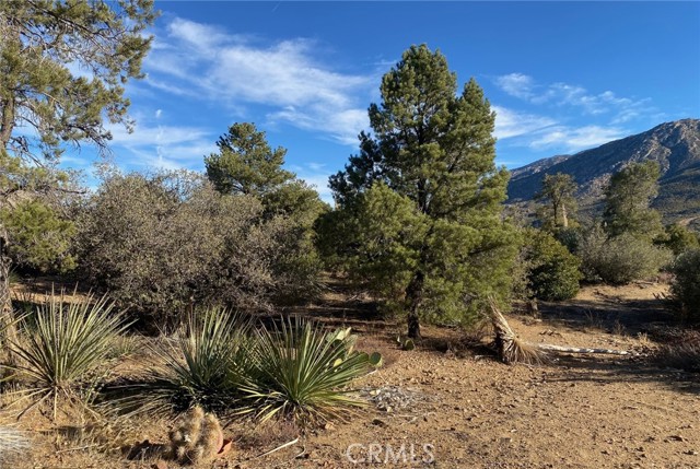 Detail Gallery Image 16 of 40 For 63920 Mountain Center, Mountain Center,  CA 92561 - 1 Beds | 1 Baths