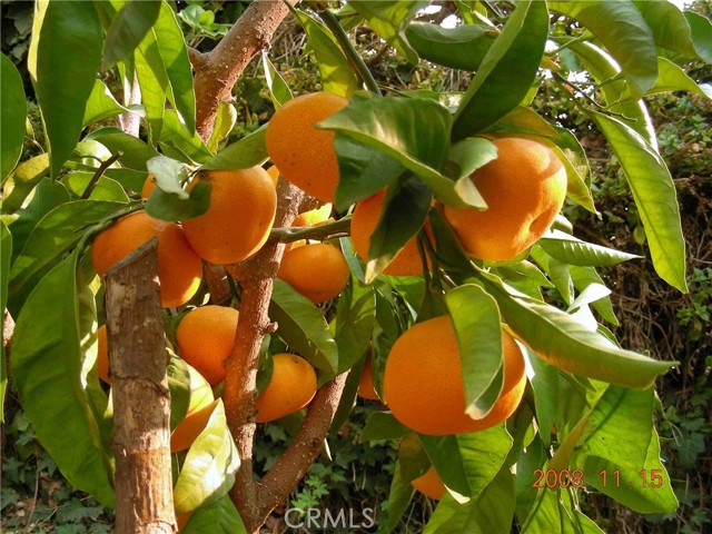 Satsuma