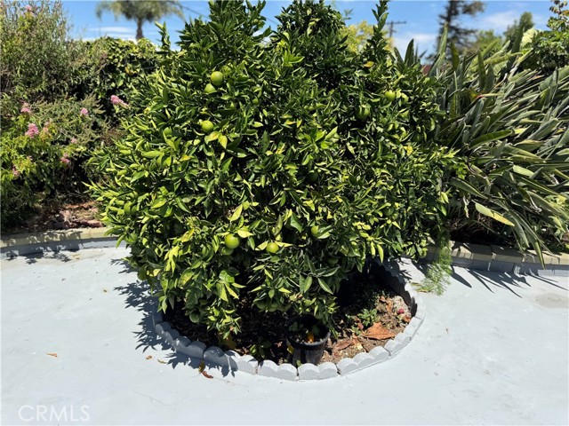 2541 Ridgeland Road, Torrance, California 90505, 3 Bedrooms Bedrooms, ,2 BathroomsBathrooms,Residential Lease,Sold,Ridgeland,SB25225781