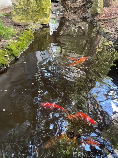 Koi pond