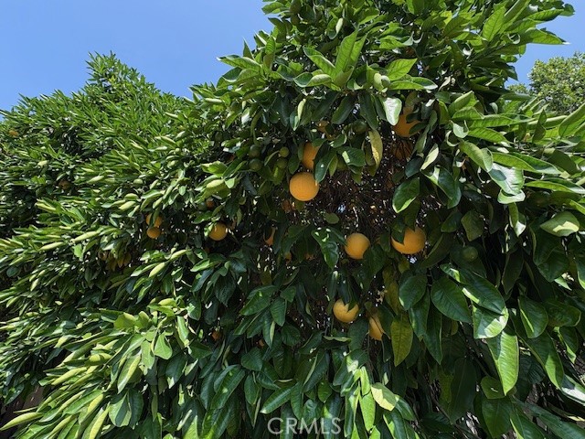 https://media.crmls.org/medias/7c61802f-5958-486e-af28-6770bb056ff0.jpg?preset=X-Large