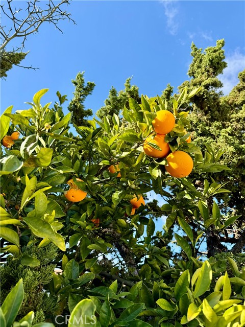 Detail Gallery Image 32 of 40 For 3632 Myrtle St, Irvine,  CA 92606 - 4 Beds | 2/1 Baths