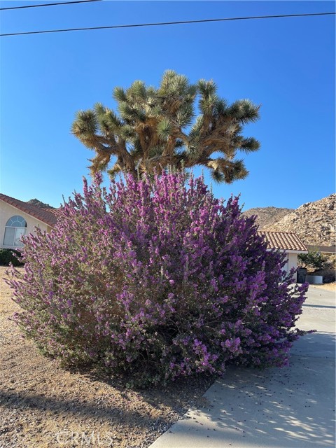 Detail Gallery Image 45 of 65 For 61218 Sandalwood Trl, Joshua Tree,  CA 92252 - 3 Beds | 2 Baths