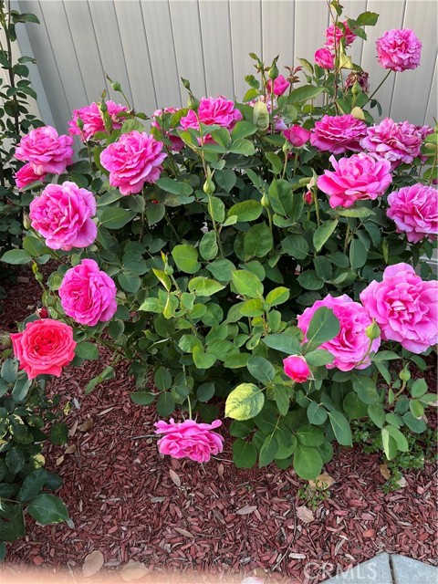 Detail Gallery Image 52 of 53 For 40083 Corte Lorca, Murrieta,  CA 92562 - 2 Beds | 2 Baths