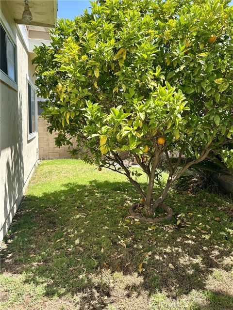 Common grassy area with a blood orange tree