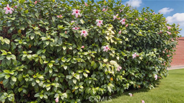 528 Essex photo 51