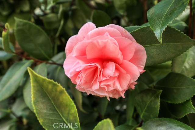 beautiful camellia bushes