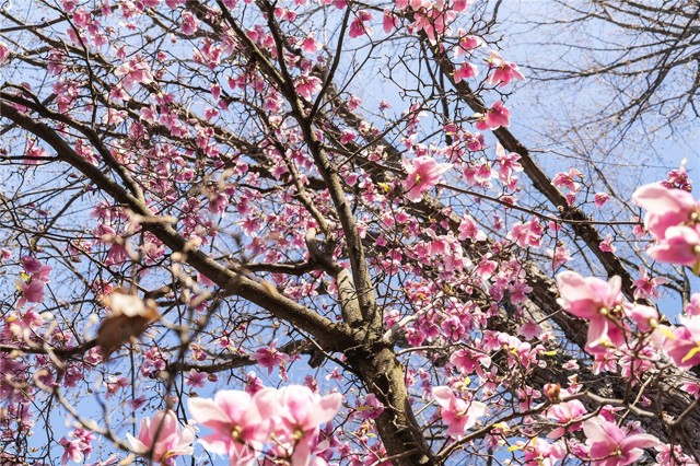 Detail Gallery Image 40 of 47 For 405 Cypress St, Chico,  CA 95928 - 3 Beds | 1 Baths