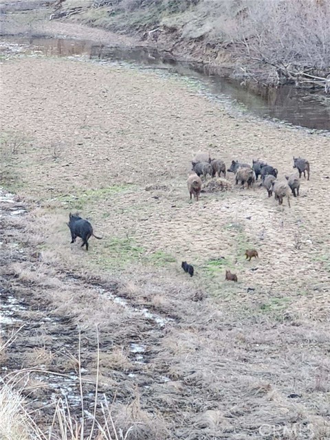 Detail Gallery Image 37 of 44 For 8050 Bitterwater Road, Shandon,  CA 93461 - 3 Beds | 1 Baths