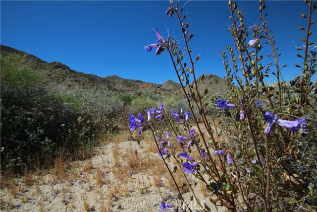 Detail Gallery Image 24 of 38 For 0 San Andreas, Joshua Tree,  CA 92252 - – Beds | – Baths