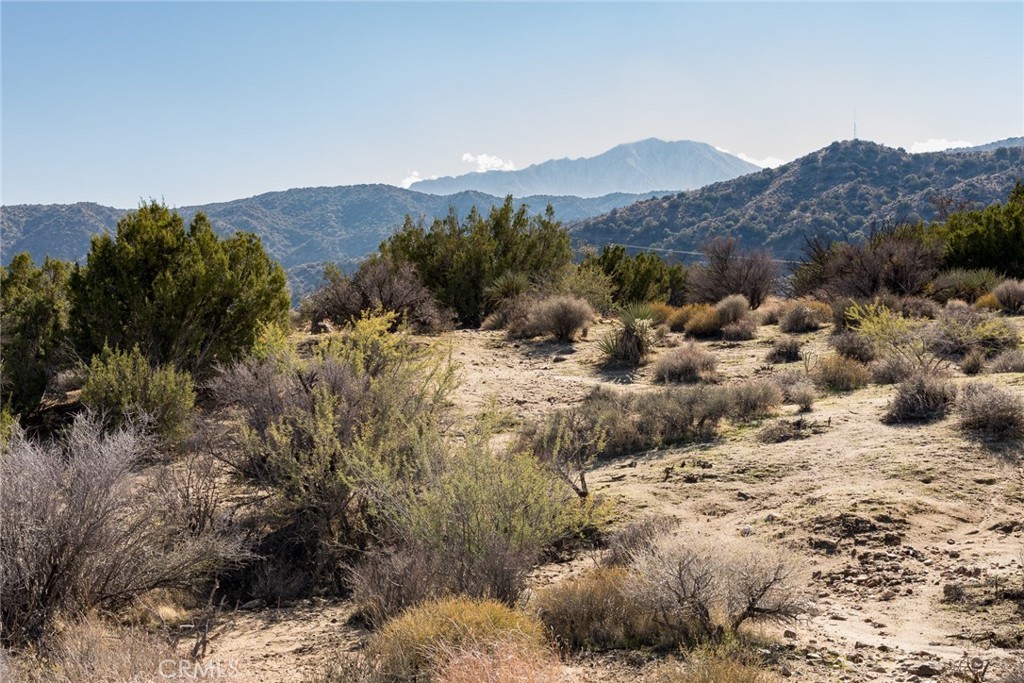 MLS #JT25265391 image #5