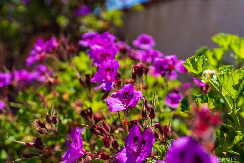 https://media.crmls.org/medias/8081e888-82f9-4e3b-861e-853927764f10.jpg?preset=X-Large